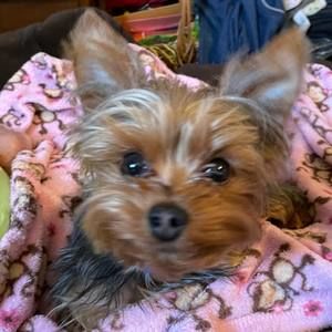 Meet your Posher, Lisa